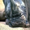 ���� �������