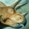 ���� �����������