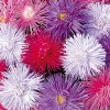 ���� �����